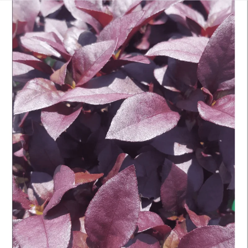Alternanthera Little Ruby Live Plant, 4-6 Inch Tall, Ruby-Purple Foliage, 2-Pack Alternanthera Little Ruby Live Plant, 4-6 Inch Tall, Ruby-Purple Foliage, 2-Pack - Image 3