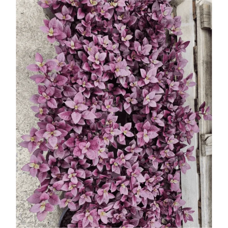 Alternanthera Little Ruby Live Plant, 4-6 Inch Tall, Ruby-Purple Foliage, 2-Pack Alternanthera Little Ruby Live Plant, 4-6 Inch Tall, Ruby-Purple Foliage, 2-Pack - Image 4