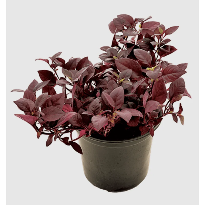 Alternanthera Little Ruby Live Plant, 4-6 Inch Tall, Ruby-Purple Foliage, 2-Pack Alternanthera Little Ruby Live Plant, 4-6 Inch Tall, Ruby-Purple Foliage, 2-Pack - Image 5