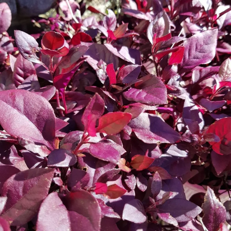 Alternanthera Little Ruby Live Plant, 4-6 Inch Tall, Ruby-Purple Foliage, 2-Pack Alternanthera Little Ruby Live Plant, 4-6 Inch Tall, Ruby-Purple Foliage, 2-Pack - Image 6