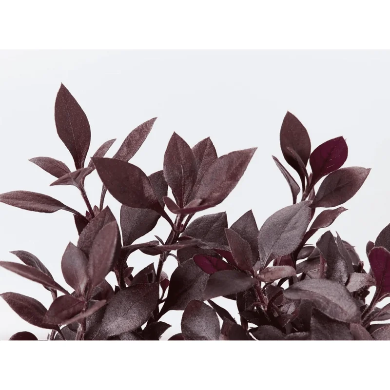 Alternanthera Little Ruby Live Plant, 4-6 Inch Tall, Ruby-Purple Foliage, 2-Pack Alternanthera Little Ruby Live Plant, 4-6 Inch Tall, Ruby-Purple Foliage, 2-Pack - Image 7