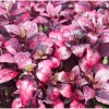 Alternanthera Little Ruby Live Plant, 4-6 Inch Tall, Ruby-Purple Foliage, 2-Pack - Image 1