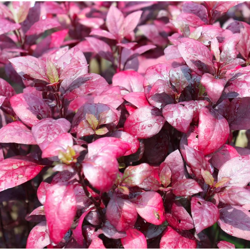 Alternanthera Little Ruby Live Plant, 4-6 Inch Tall, Ruby-Purple Foliage, 2-Pack Alternanthera Little Ruby Live Plant, 4-6 Inch Tall, Ruby-Purple Foliage, 2-Pack - Image 1