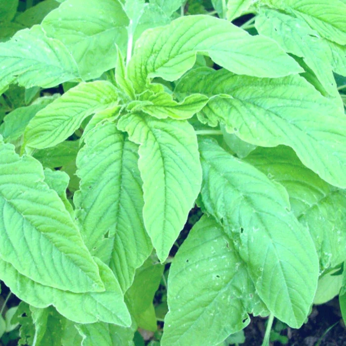 Amaranth Green Leaf Seeds - 50+ Edible Amaranthus Seeds for Outdoor Gardens Amaranth Green Leaf Seeds - 50+ Edible Amaranthus Seeds for Outdoor Gardens - Image 1