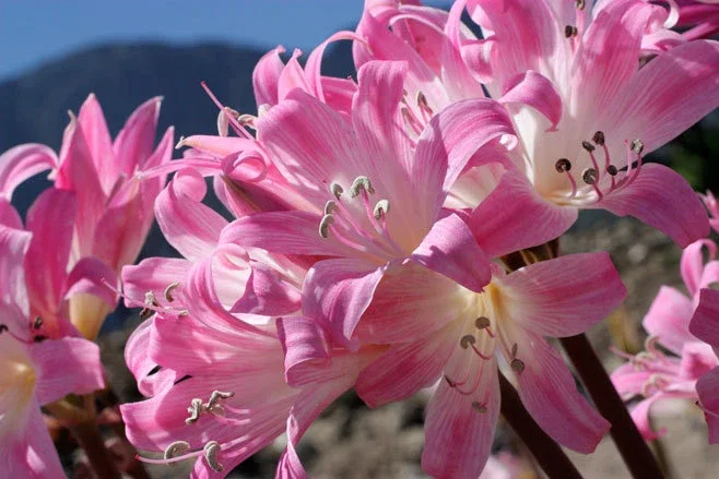 Amaryllis Belladonna Bulbs – Pink Naked Ladies Lily – 6 Count – Outdoor - Image 2