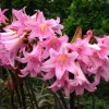 Amaryllis Belladonna Bulbs – Pink Naked Ladies Lily – 6 Count – Outdoor - Image 1