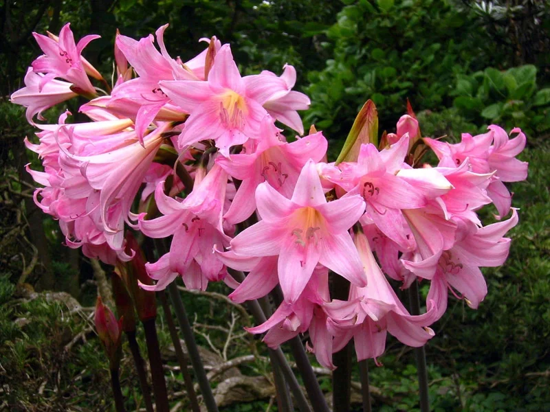 Amaryllis Belladonna Bulbs – Pink Naked Ladies Lily – 6 Count – Outdoor - Image 1
