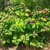 American Beautyberry Live Plant - 16+ Inches Tall (Callicarpa americana) - Outdoor Shrub - Image 1