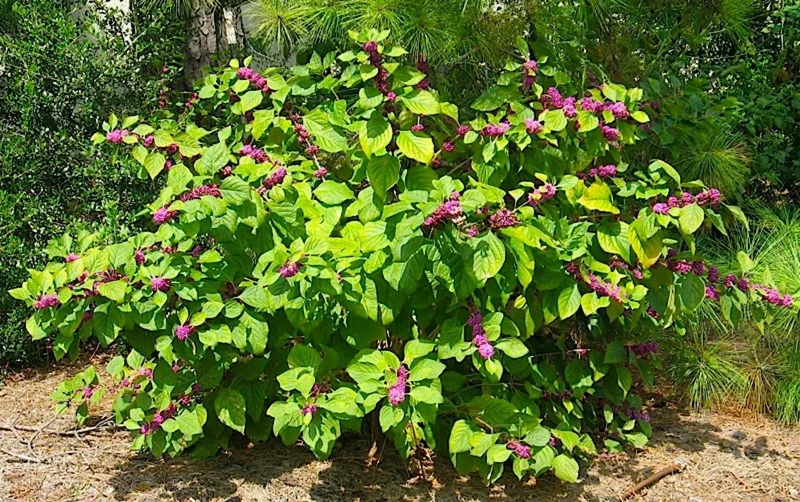 American Beautyberry Live Plant - 16+ Inches Tall (Callicarpa americana) - Outdoor Shrub - Image 1