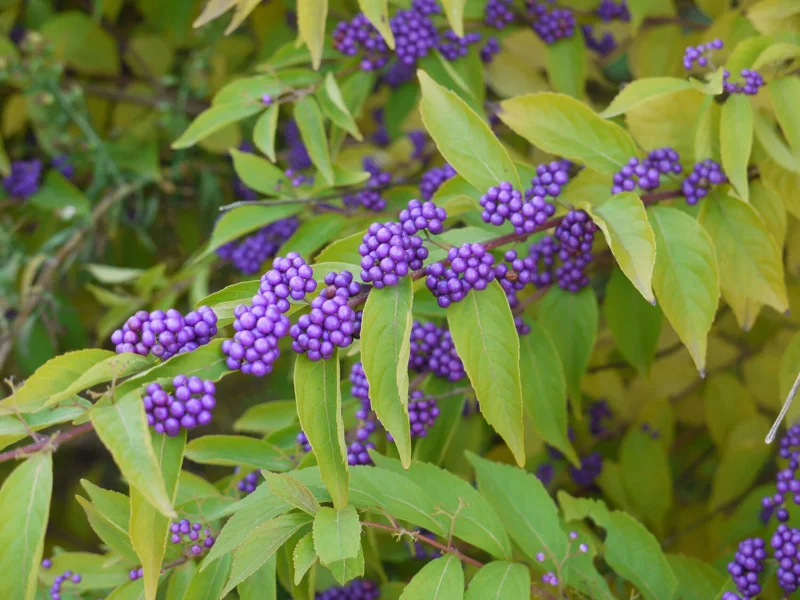 American Beautyberry Live Plant (Callicarpa americana) - 16+ Inches Tall, Bare Root, 2-3 Years Old - Outdoor Shrub - Image 2