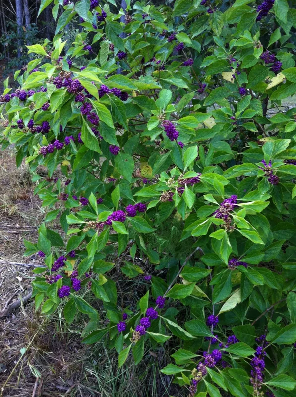 American Beautyberry Live Plant - Callicarpa americana - 16+ Inches Tall - 2-3 Year Old Shrub American Beautyberry Live Plant - Callicarpa americana - 16+ Inches Tall - 2-3 Year Old Shrub - Image 3