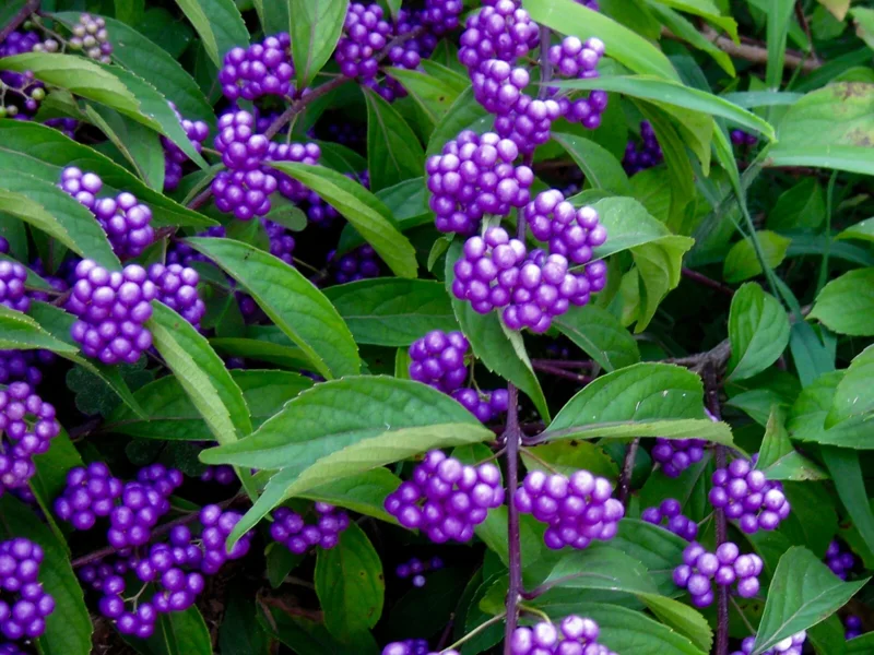 American Beautyberry Live Plant - Callicarpa americana - 16+ Inches Tall - 2-3 Year Old Shrub American Beautyberry Live Plant - Callicarpa americana - 16+ Inches Tall - 2-3 Year Old Shrub - Image 4