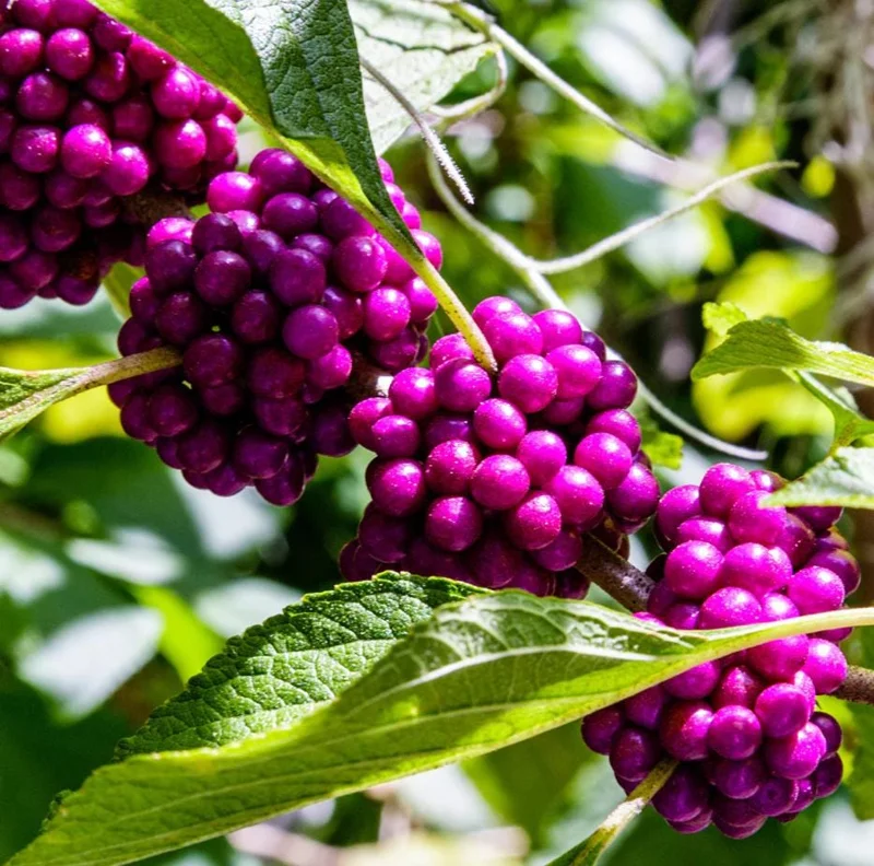 American Beautyberry Live Plant - Set of 2, 6-12 Inch Tall, 4 Inch Pot, Outdoor Shrub American Beautyberry Live Plant - Set of 2, 6-12 Inch Tall, 4 Inch Pot, Outdoor Shrub - Image 2