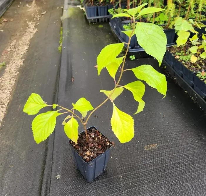 American Beautyberry Live Plant - Set of 2, 6-12 Inch Tall, 4 Inch Pot, Outdoor Shrub American Beautyberry Live Plant - Set of 2, 6-12 Inch Tall, 4 Inch Pot, Outdoor Shrub - Image 3