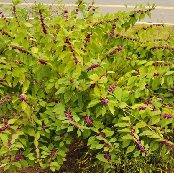 American Beautyberry Live Plant - Set of 2, 6-12 Inch Tall, 4 Inch Pot American Beautyberry Live Plant - Set of 2, 6-12 Inch Tall, 4 Inch Pot - Image 4