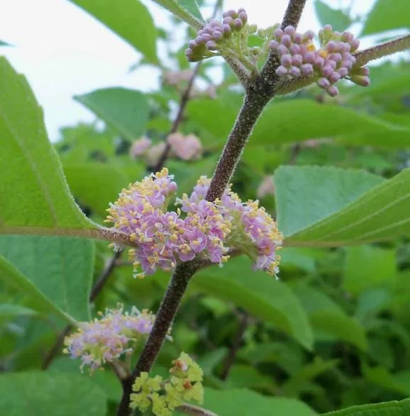 American Beautyberry Live Plant - Set of 2, 6-12 Inch Tall, 4 Inch Pot American Beautyberry Live Plant - Set of 2, 6-12 Inch Tall, 4 Inch Pot - Image 5
