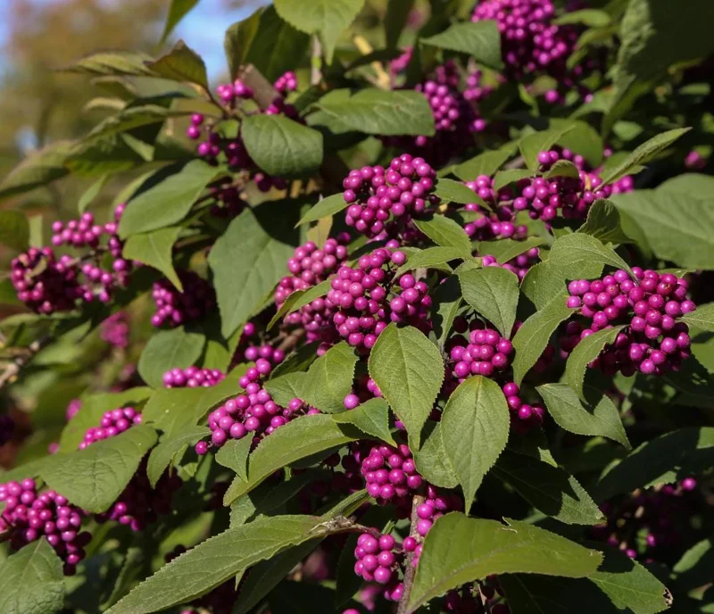 American Beautyberry Live Plant - Set of 2, 6-12 Inch Tall, 4 Inch Pot American Beautyberry Live Plant - Set of 2, 6-12 Inch Tall, 4 Inch Pot - Image 6