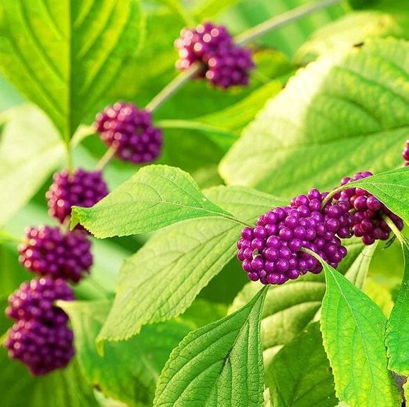 American Beautyberry Live Plant - Set of 2, 6-12 Inch Tall, 4 Inch Pot, Outdoor Shrub American Beautyberry Live Plant - Set of 2, 6-12 Inch Tall, 4 Inch Pot, Outdoor Shrub - Image 1
