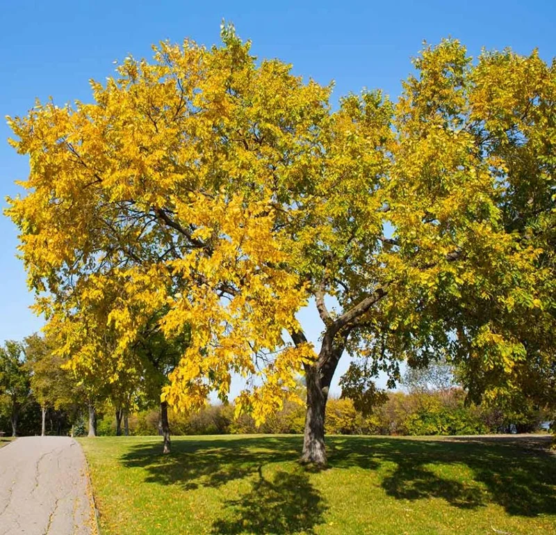 American Elm Bare Root Seedlings - 5 Pack, Live Plant 6-12" Tall, Outdoor Tree American Elm Bare Root Seedlings - 5 Pack, Live Plant 6-12" Tall, Outdoor Tree - Image 1