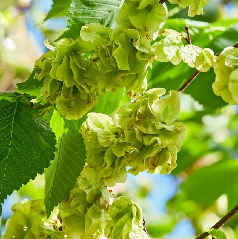 American Elm Bare Root Seedlings - 5 Pack, Live Plant 6-12" Tall, Outdoor Tree American Elm Bare Root Seedlings - 5 Pack, Live Plant 6-12" Tall, Outdoor Tree - Image 4