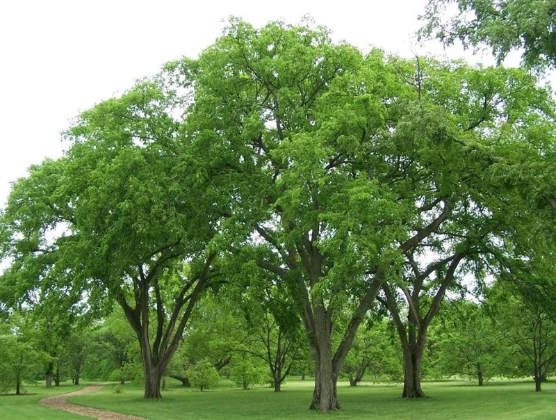 American Elm Bare Root Seedlings - 5 Pack, Live Plant 6-12" Tall, Outdoor Tree American Elm Bare Root Seedlings - 5 Pack, Live Plant 6-12" Tall, Outdoor Tree - Image 5