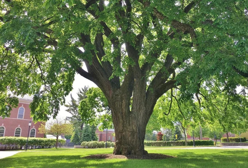 American Elm Bare Root Seedlings - 5 Pack, Live Plant 6-12" Tall, Outdoor Tree American Elm Bare Root Seedlings - 5 Pack, Live Plant 6-12" Tall, Outdoor Tree - Image 6
