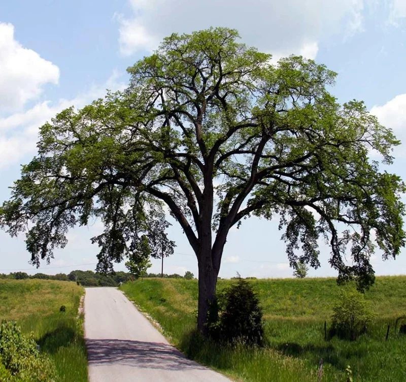 American Elm Bare Root Seedlings - 5 Pack, Live Plant 6-12" Tall, Outdoor Tree American Elm Bare Root Seedlings - 5 Pack, Live Plant 6-12" Tall, Outdoor Tree - Image 7