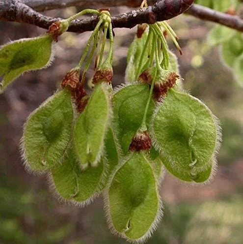 American Elm Bare Root Seedlings - 5 Pack, Live Plant 6-12" Tall, Outdoor Tree American Elm Bare Root Seedlings - 5 Pack, Live Plant 6-12" Tall, Outdoor Tree - Image 8