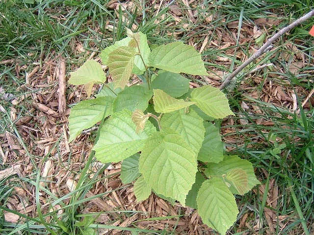 American Hazelnut Tree Live Plant - 12-16 Inches Tall - 1-2 Year Old Bare Root American Hazelnut Tree Live Plant - 12-16 Inches Tall - 1-2 Year Old Bare Root - Image 4