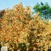 American Hazelnut Tree Live Plants (Set of 2), 12-16 Inches Tall, 1-2 Year Old, Outdoor - Image 1
