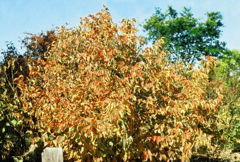 American Hazelnut Tree Live Plants (Set of 2), 12-16 Inches Tall, 1-2 Year Old, Outdoor - Image 1