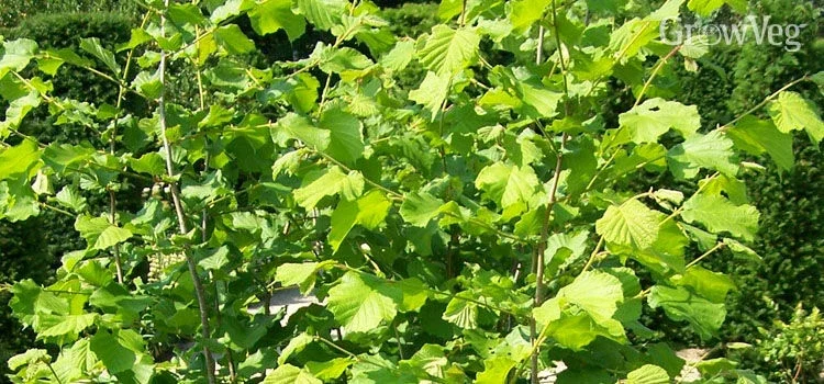 American Hazelnut Tree Live Plants (Set of 2), 12-16 Inches Tall, 1-2 Year Old, Outdoor American Hazelnut Tree Live Plants (Set of 2), 12-16 Inches Tall, 1-2 Year Old, Outdoor - Image 3