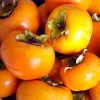 American Persimmon Tree Live Plant – 1 Year Old, 6-15" Tall in Quart Pot – Outdoor Fruit Tree - Image 1