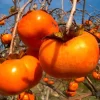 American Persimmon Tree Live Plant - Diospyros virginiana - 6-12 inches Tall - USDA Zones 4-9 - Image 1