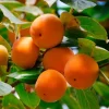 American Persimmon Tree Live Plant - Hardy Fruit Tree, 8-10 inches Tall American Persimmon Tree Live Plant - Hardy Fruit Tree, 8-10 inches Tall - Image 1