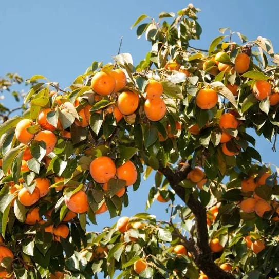 American Persimmon Tree Seedling Bare Roots, Set of 2, 1-2 ft Tall, Outdoor American Persimmon Tree Seedling Bare Roots, Set of 2, 1-2 ft Tall, Outdoor - Image 2