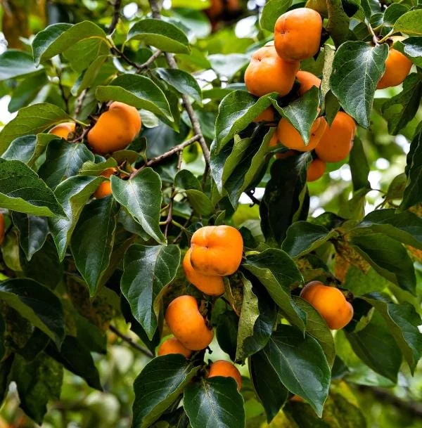 American Persimmon Tree Seedling Bare Roots, Set of 2, 1-2 ft Tall, Outdoor American Persimmon Tree Seedling Bare Roots, Set of 2, 1-2 ft Tall, Outdoor - Image 3