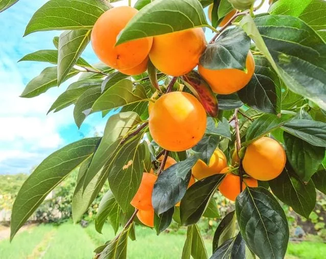 American Persimmon Tree Seedling Bare Roots, Set of 2, 1-2 ft Tall, Outdoor American Persimmon Tree Seedling Bare Roots, Set of 2, 1-2 ft Tall, Outdoor - Image 4