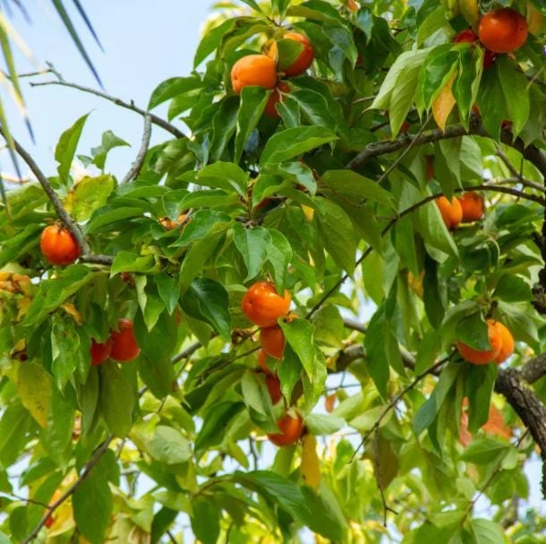 American Persimmon Tree Seedling Bare Roots, Set of 2, 1-2 ft Tall, Outdoor American Persimmon Tree Seedling Bare Roots, Set of 2, 1-2 ft Tall, Outdoor - Image 5