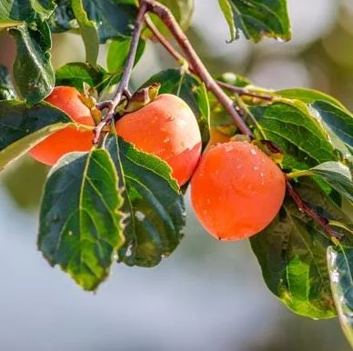 American Persimmon Tree Seedling Bare Roots, Set of 2, 1-2 ft Tall, Outdoor American Persimmon Tree Seedling Bare Roots, Set of 2, 1-2 ft Tall, Outdoor - Image 6