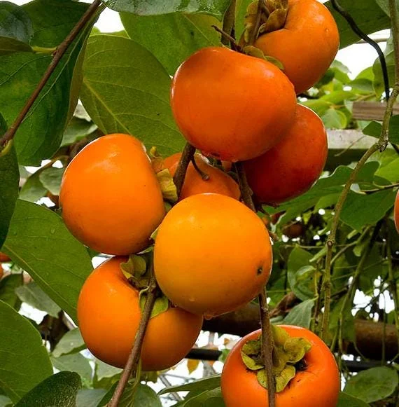 American Persimmon Tree Seedling Bare Roots, Set of 2, 1-2 ft Tall, Outdoor American Persimmon Tree Seedling Bare Roots, Set of 2, 1-2 ft Tall, Outdoor - Image 7