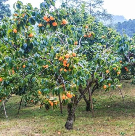 American Persimmon Tree Seedling Bare Roots, Set of 2, 1-2 ft Tall, Outdoor American Persimmon Tree Seedling Bare Roots, Set of 2, 1-2 ft Tall, Outdoor - Image 8