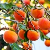 American Persimmon Tree Seedling Bare Roots, Set of 2, 1-2 ft Tall, Outdoor - Image 1