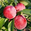 American Plum Bare Root Tree - Set of 2, 2-3 ft Tall, Sweet Fruit, Cold Hardy - Image 1