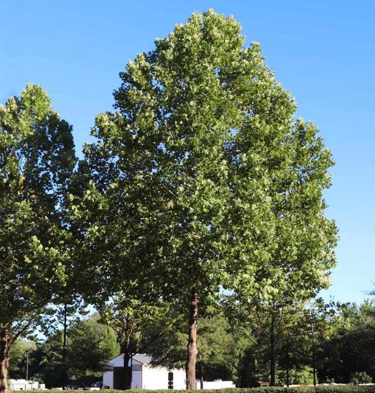 American Sycamore Tree Live Plant, 6-12 Inch Tall, Quart Pot, Outdoor Shade Tree American Sycamore Tree Live Plant, 6-12 Inch Tall, Quart Pot, Outdoor Shade Tree - Image 4