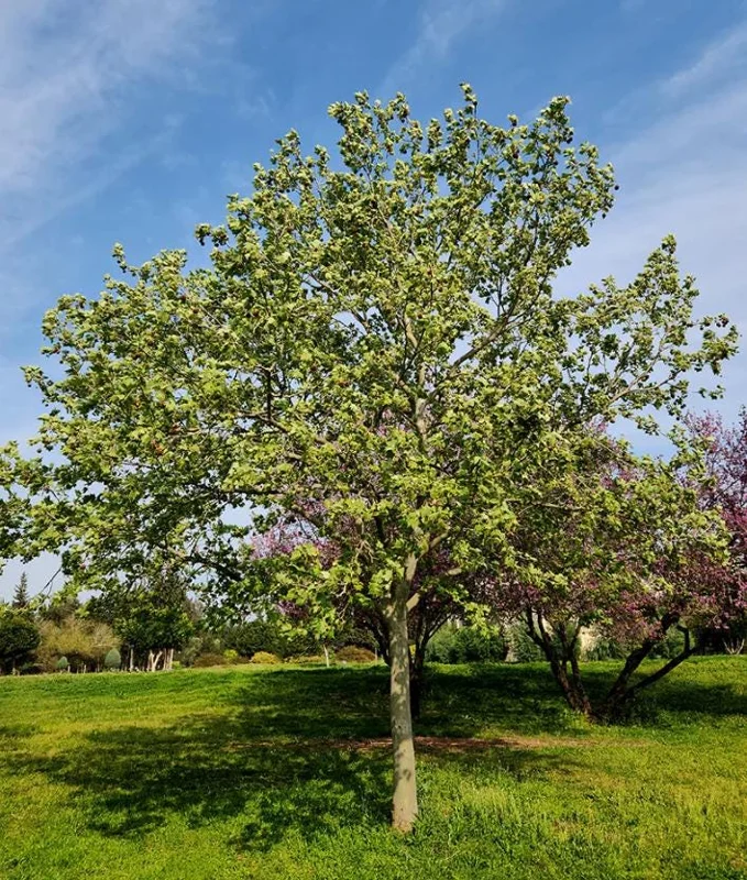 American Sycamore Tree Live Plant, 6-12 Inch Tall, Quart Pot, Outdoor Shade Tree American Sycamore Tree Live Plant, 6-12 Inch Tall, Quart Pot, Outdoor Shade Tree - Image 5
