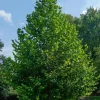 American Sycamore Tree Live Plant, 6-12 Inch Tall, Quart Pot, Outdoor Shade Tree American Sycamore Tree Live Plant, 6-12 Inch Tall, Quart Pot, Outdoor Shade Tree - Image 1