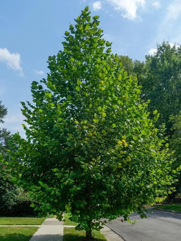 American Sycamore Tree Live Plant, 6-12 inches Tall, Quart Pot, Outdoor Shade Tree American Sycamore Tree Live Plant, 6-12 inches Tall, Quart Pot, Outdoor Shade Tree - Image 1