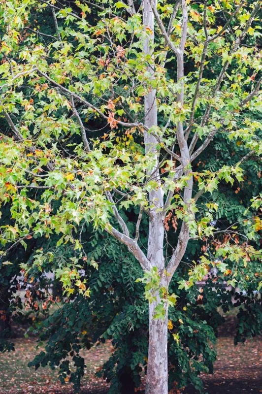 American Sycamore Tree Live Plant, 6-12 inches Tall, Quart Pot, Outdoor Shade Tree American Sycamore Tree Live Plant, 6-12 inches Tall, Quart Pot, Outdoor Shade Tree - Image 2