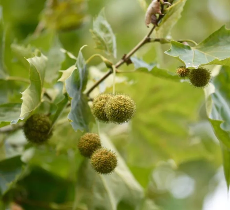 American Sycamore Tree Live Plant, 6-12 inches Tall, Quart Pot, Outdoor Shade Tree American Sycamore Tree Live Plant, 6-12 inches Tall, Quart Pot, Outdoor Shade Tree - Image 3